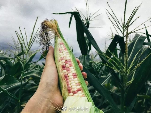 RTX 5090 IGN評分揭曉DLSS性能顯著提升效果有限